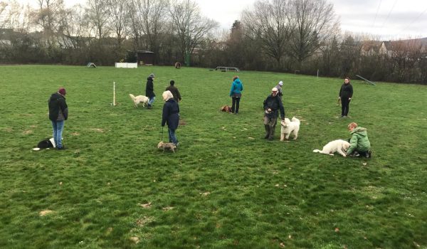 Familienhunde 11 (2)