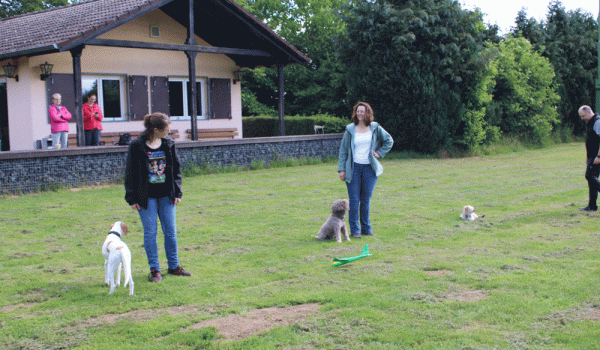 Familienhunde-2