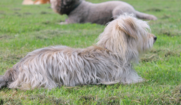 Familienhunde-3