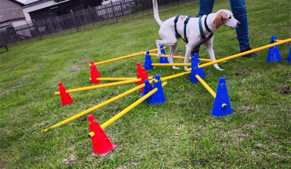 Familienhunde-4