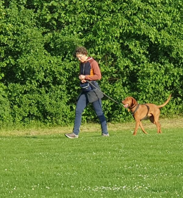 Familienhunde leinenfuehrung