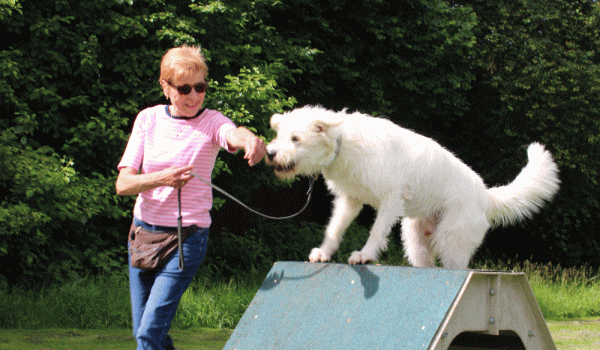 Familienhunde