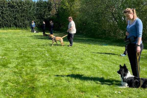 HSVO-Begleithundegruppe-2