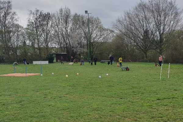 Verhaltenstraining Spassparcours 2