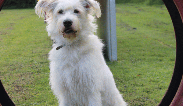 familienhunde-5